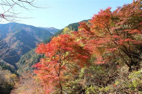 紅葉植物風水|紅葉風水：自然の調和で金運アップ、秋の運気が高ま。